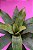 Vriesea gigantea - Imagem 3