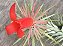 Tillandsia funkeana (Air Plant) - Imagem 2