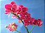 Phalaenopsis Van Der Holland "Red" - Imagem 2