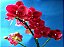 Phalaenopsis Van Der Holland "Red" - Imagem 4