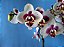 Phalaenopsis Happy King Panda - Imagem 2