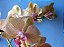 Phalaenopsis Orchids World x Lemon Splash - Imagem 3