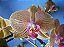 Phalaenopsis Orchids World x Lemon Splash - Imagem 2
