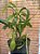 Nepenthes graciliflora (Planta Carnivora) - Imagem 3