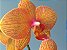 Phalaenopsis Golden Star - Imagem 1