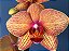 Phalaenopsis Golden Star - Imagem 3