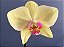 Phalaenopsis Carel Cambell - Imagem 4