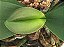 Phalaenopsis Carel Cambell - Imagem 2