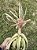 Tillandsia streptophylla "King Size"  (Air Plant) - Imagem 1