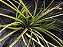 Tillandsia tricolor (Air Plant) - Imagem 4