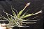 Tillandsia pardoi (Air Plant) - Imagem 2