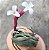 Tillandsia hilariana (Air Plant) - Imagem 2