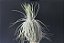 Tillandsia magnusiana (Air Plant) - Imagem 3