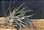 Tillandsia roseiflora (Air Plant) - Imagem 2