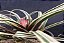 Tillandsia Cyanea Var. Albo Variegata - Imagem 2