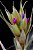 Tillandsia stricta Var Silver (Air Plant) - Imagem 3