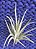 Tillandsia ixioides x aeranthos (Air Plant) - Imagem 5