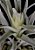 Tillandsia plagiotropica (Air Plant) - Imagem 2