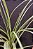 Tillandsia bathlotti - Imagem 3