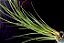 Tillandsia bathlotti - Imagem 1