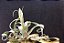 Tillandsia streptophylla (air Plant) - Imagem 1