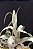 Tillandsia streptophylla (air Plant) - Imagem 3