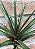 Tillandsia boliviana - Imagem 3