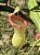 Nepenthes ventricosa "Porcelain" (Planta CARNIVORA) - Imagem 1