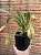 Nepenthes ventricosa "Porcelain" (Planta CARNIVORA) - Imagem 2