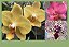 Pacote Promo #04  (Phalaenopsis Adultas) - Imagem 1