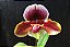 Paphiopedilum Winston Churchil - Imagem 1