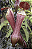 Nepenthes eustackya (Planta Carnívora) - Imagem 1