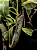 Nepenthes zakriana (Planta Carnívora) - Imagem 1