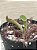Heliamphora pulchela "Churi Tepui" (Planta Carnívora) - Imagem 2