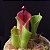 Heliamphora heterodoxa x H. minor (Planta Carnívora) - Imagem 1