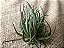 Tillandsia argentina (Air Plant) - Imagem 1