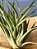 Tillandsia Capitata Var Dominguensis (Air Plant) - Imagem 2