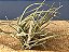 Tillandsia lepidosephala (Air Plant) - Imagem 2