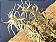 Tillandsia stellifera (Air Plant) - Imagem 3