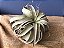 Tillandsia xerografica (Air Plant) - Imagem 1