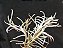 Tillandsia mollis (Air Plant) - Imagem 2