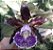 Cattleya schilleriana "Rubra"x "Labelão" (Orquídea) - Imagem 1
