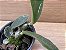 Cattleya walkeriana "Coerulea Helena"x Coerulea A15"  (Orquídea) - Imagem 2