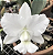 Cattleya walkeriana "Alba Dayane Wenzel x "(Marina x JK)"  (Orquídea) - Imagem 1