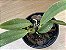 Cattleya walkeriana "Alba Dayane Wenzel x "(Marina x JK)"  (Orquídea) - Imagem 2