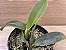 Cattleya walkeriana "Alba Dayane Wenzel x "(Marina x JK)"  (Orquídea) - Imagem 3