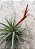 Tillandsia espinosae (Air Plant) - Imagem 3