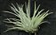 Tillandsia hondurensis (Air Plant) - Imagem 1