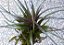 Tillandsia stricta Var Sol (Air Plant) - Imagem 3