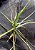Tillandsia schiedeana (Air Plant) - Imagem 5
